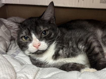 Mary $25, a Adoptable mixed breed in Seneca, SC image 2/3