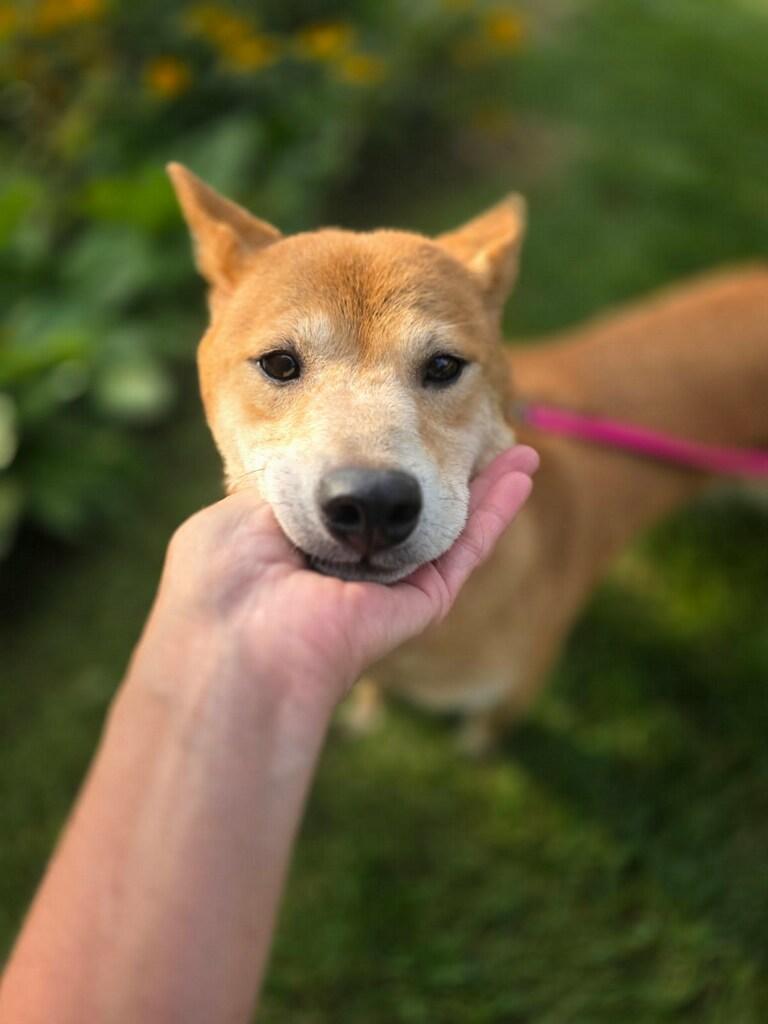 Enlarge Kaylee, a Adoptable Shiba Inu in Orland Park, IL image 5/5