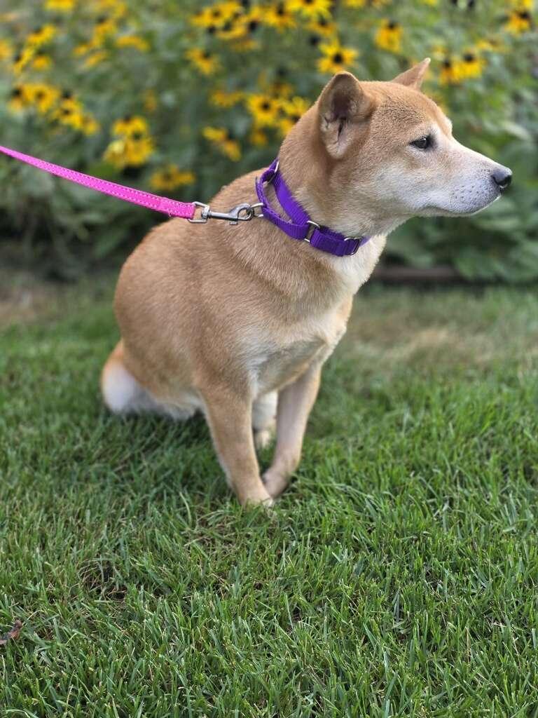 Enlarge Kaylee, a Adoptable Shiba Inu in Orland Park, IL image 3/5