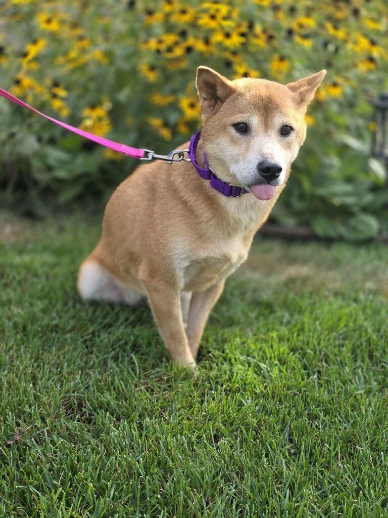Enlarge Kaylee, a Adoptable Shiba Inu in Orland Park, IL image 4/5