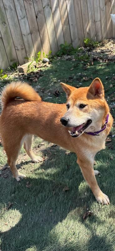 Kaylee, Adoptable, Adult Female Shiba Inu.