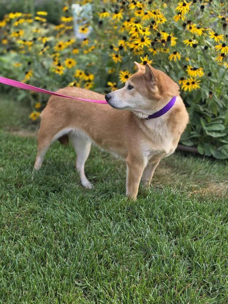 Enlarge Kaylee, a Adoptable Shiba Inu in Orland Park, IL image 2/5