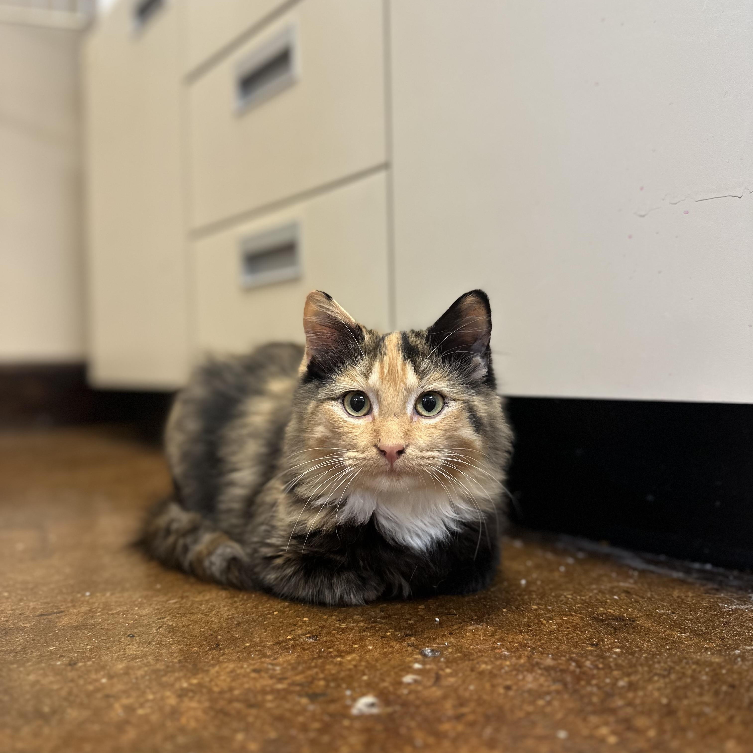 Tiana, adopted, Young Female Domestic Long Hair.