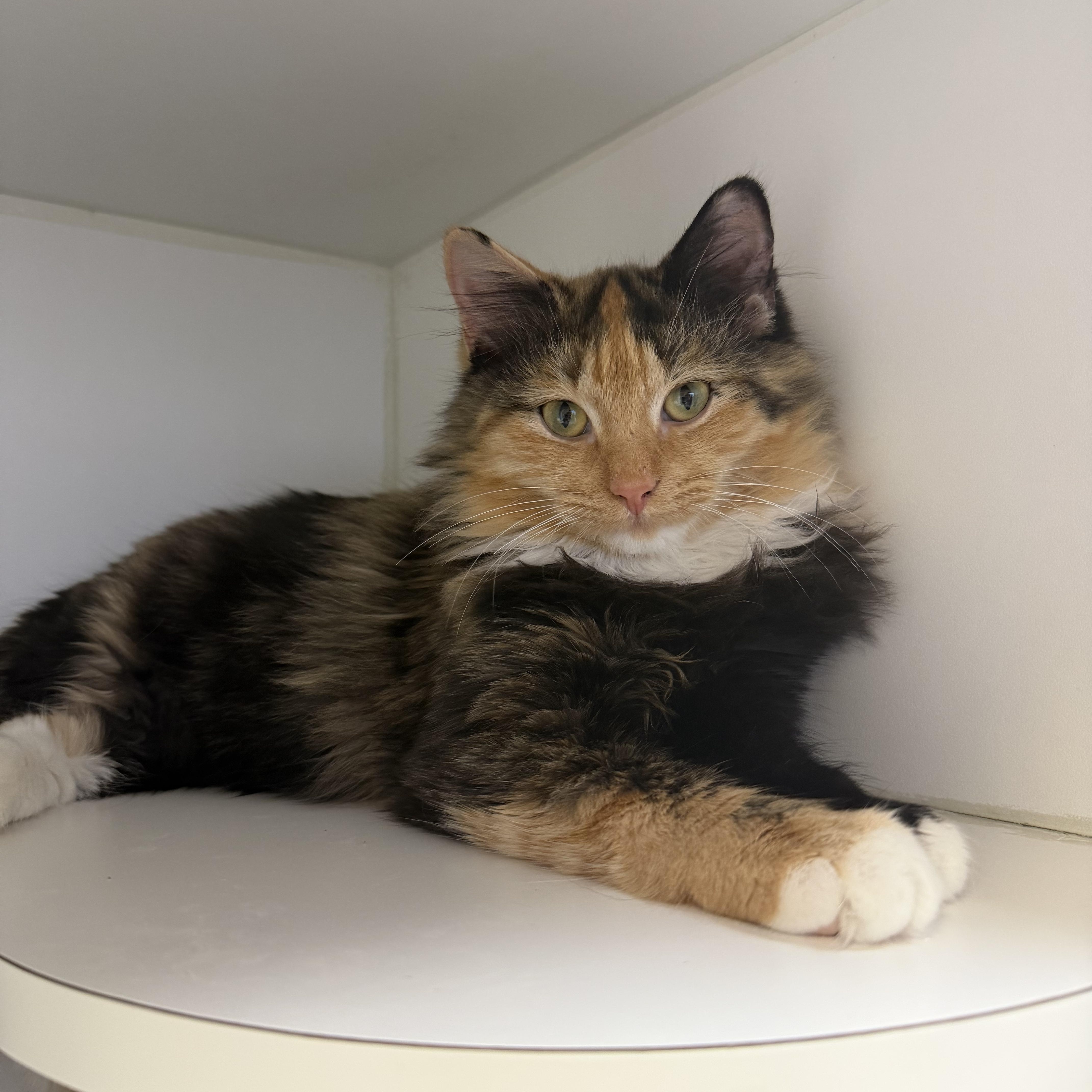 Tiana, an adopted Domestic Long Hair in Birmingham, AL image 2/4