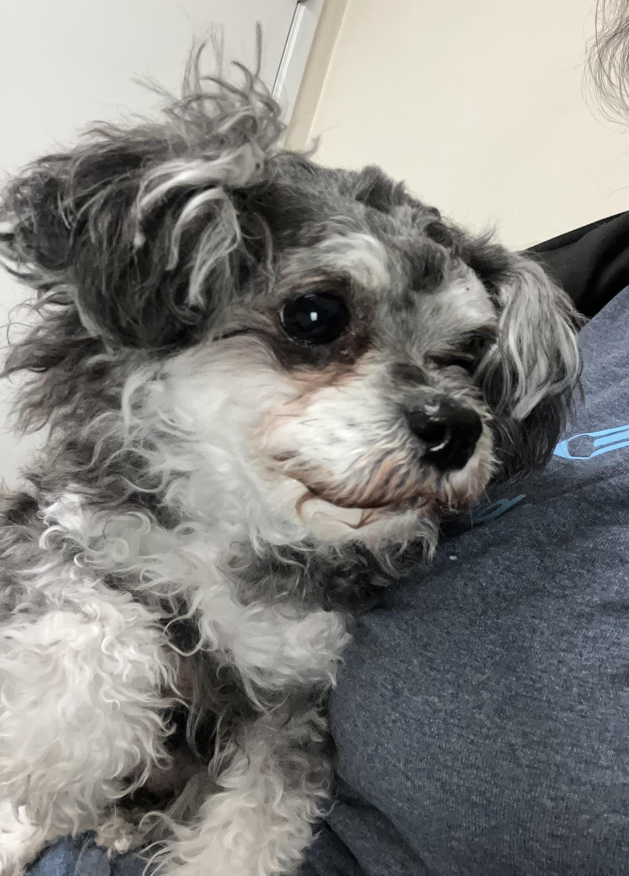 Enlarge Lacey, a ADOPTABLE mixed breed in Henderson, NV image 2/2