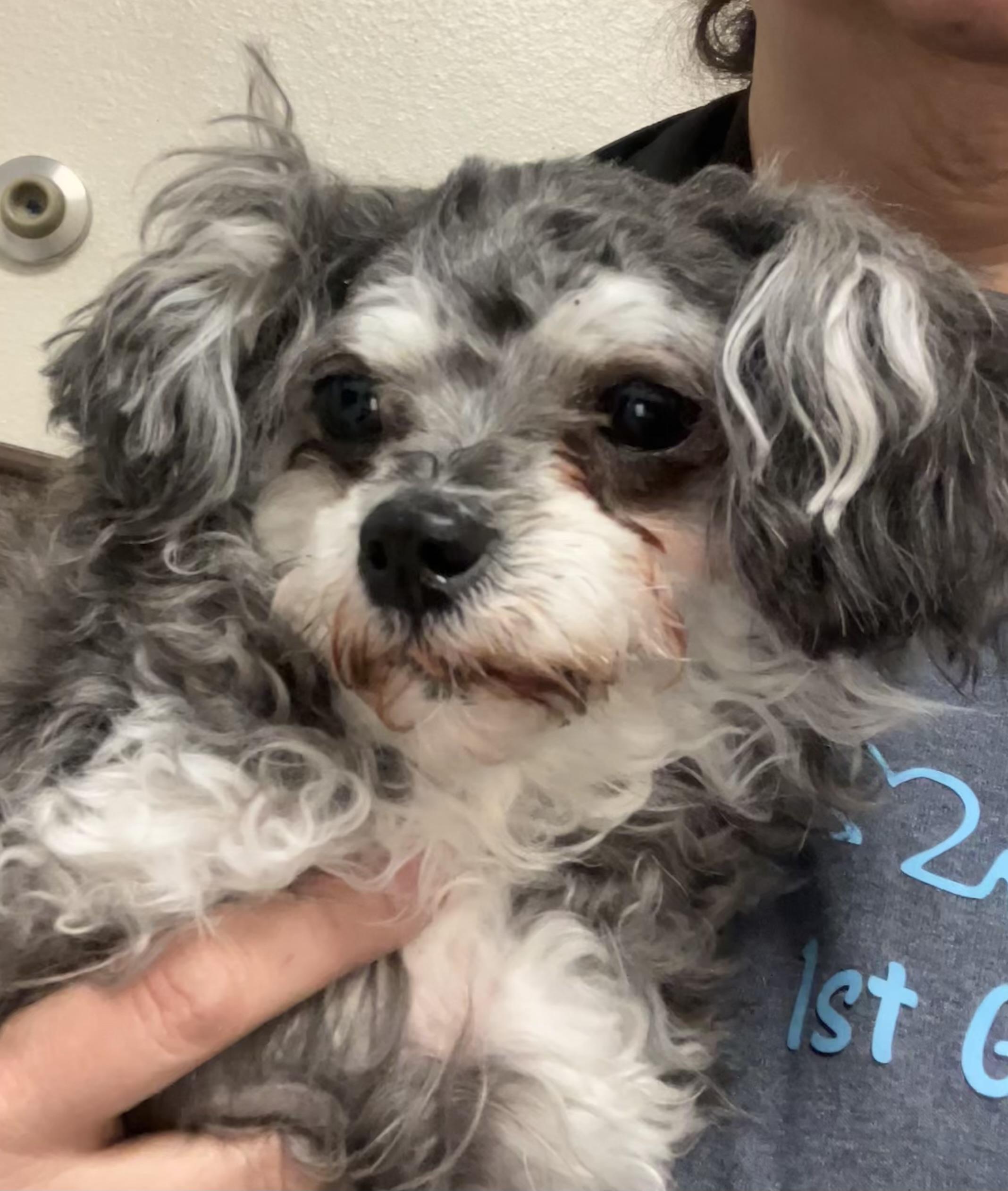 Lacey, ADOPTABLE, Adult Female Poodle (Toy) & Yorkie Poo.