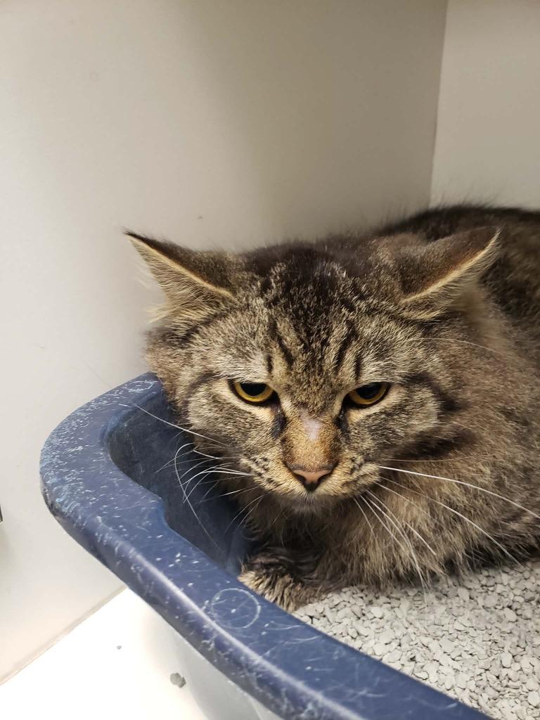 Aries (BARN CAT), adopted, Adult Male Domestic Long Hair.