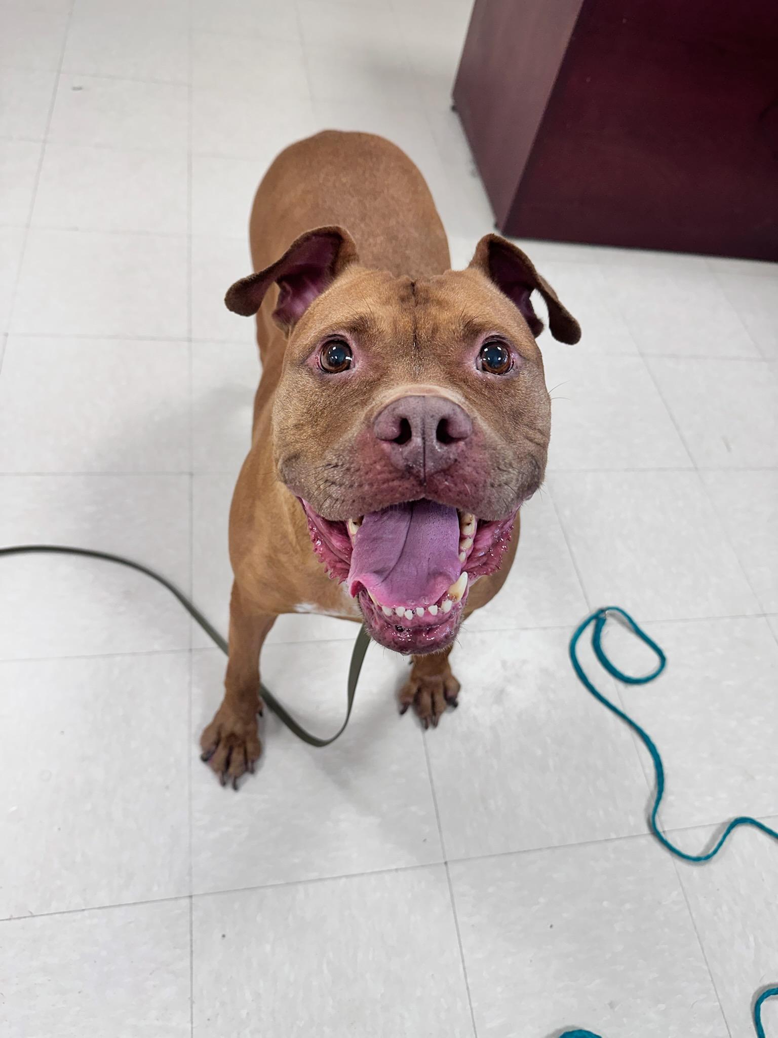 Olivia, ADOPTABLE, Adult Female Pit Bull Terrier.