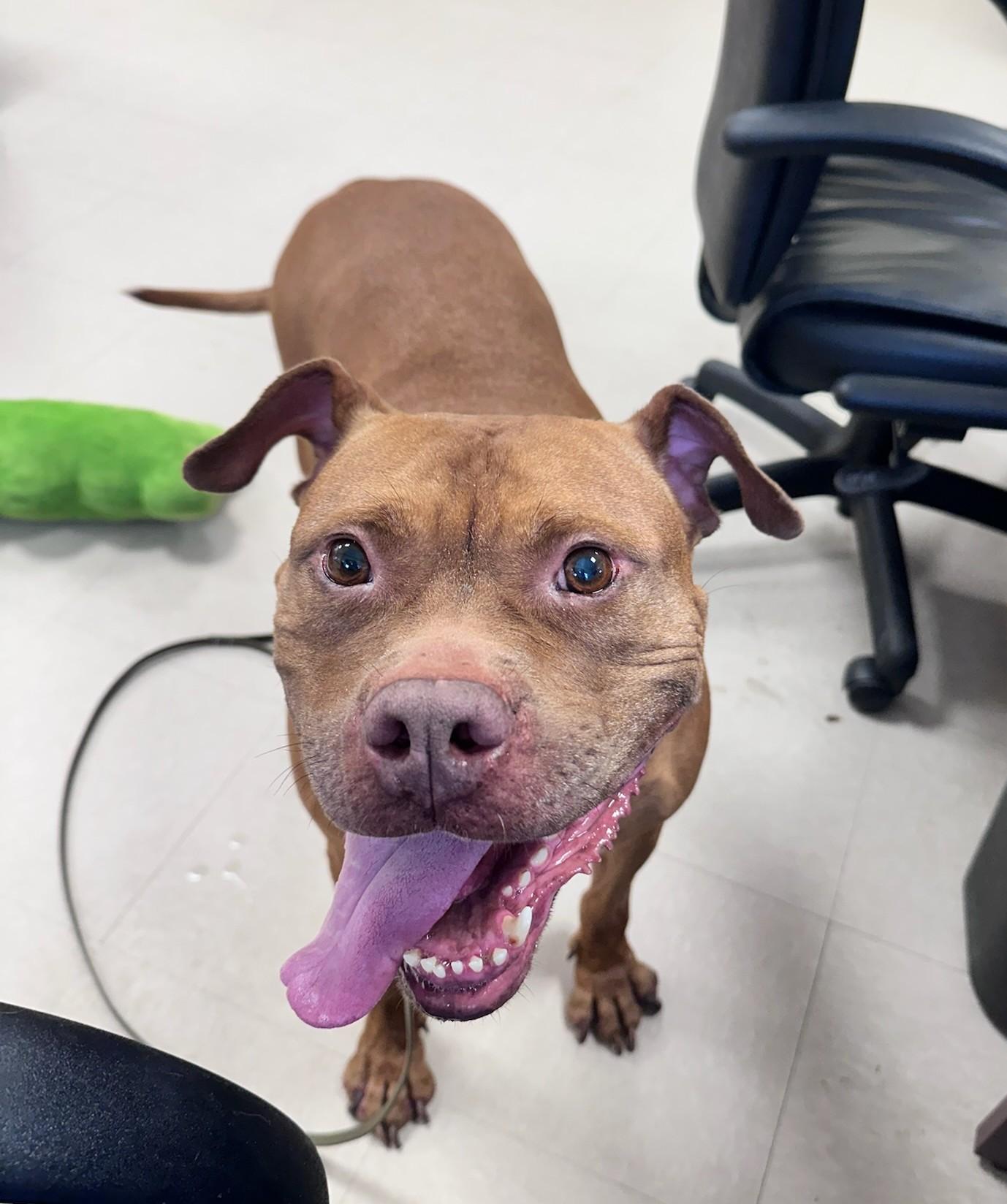 Olivia, a ADOPTABLE Pit Bull Terrier in Clayton, NJ image 2/2