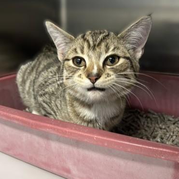 Igneous- #50259, ADOPTABLE, Young Male Domestic Short Hair.