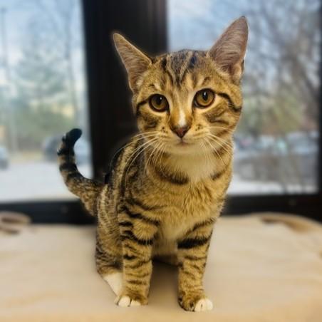 Igneous- #50259, ADOPTABLE, Young Male Domestic Short Hair.