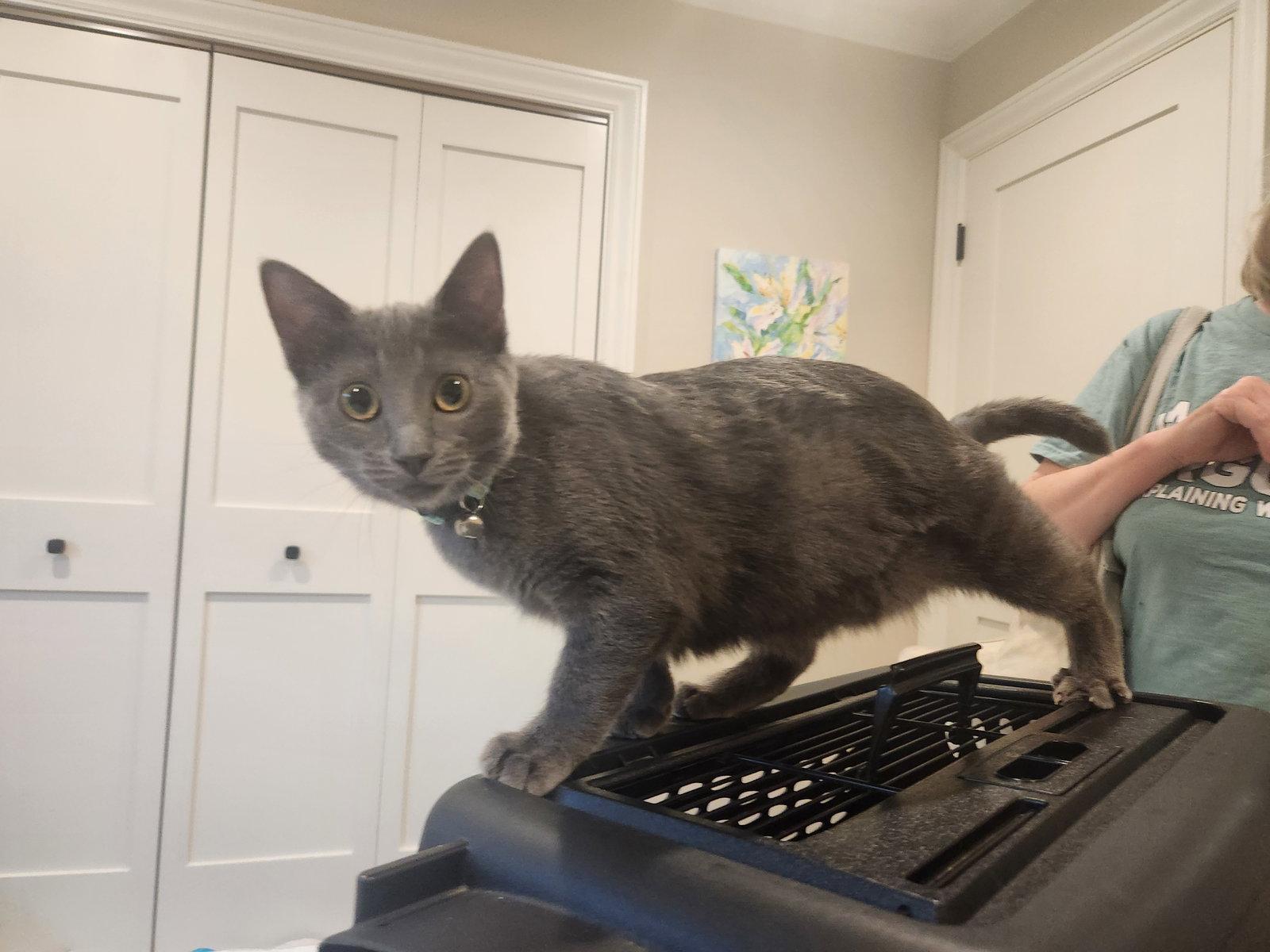 Ally, Adoptable, Young Female Domestic Short Hair & Russian Blue.