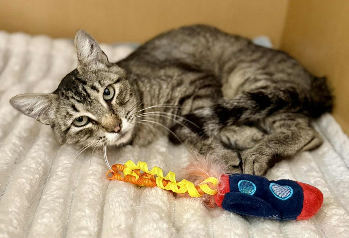 Lily Amigo, a Adoptable Domestic Short Hair in Chandler, AZ image 1/3