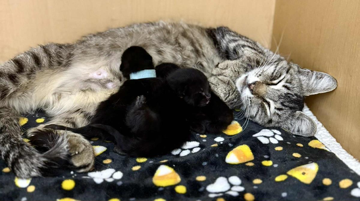 Lily Amigo, a Adoptable Domestic Short Hair in Chandler, AZ image 2/3