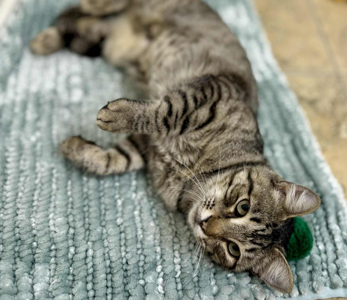 Lily Amigo, a Adoptable Domestic Short Hair in Chandler, AZ image 3/3