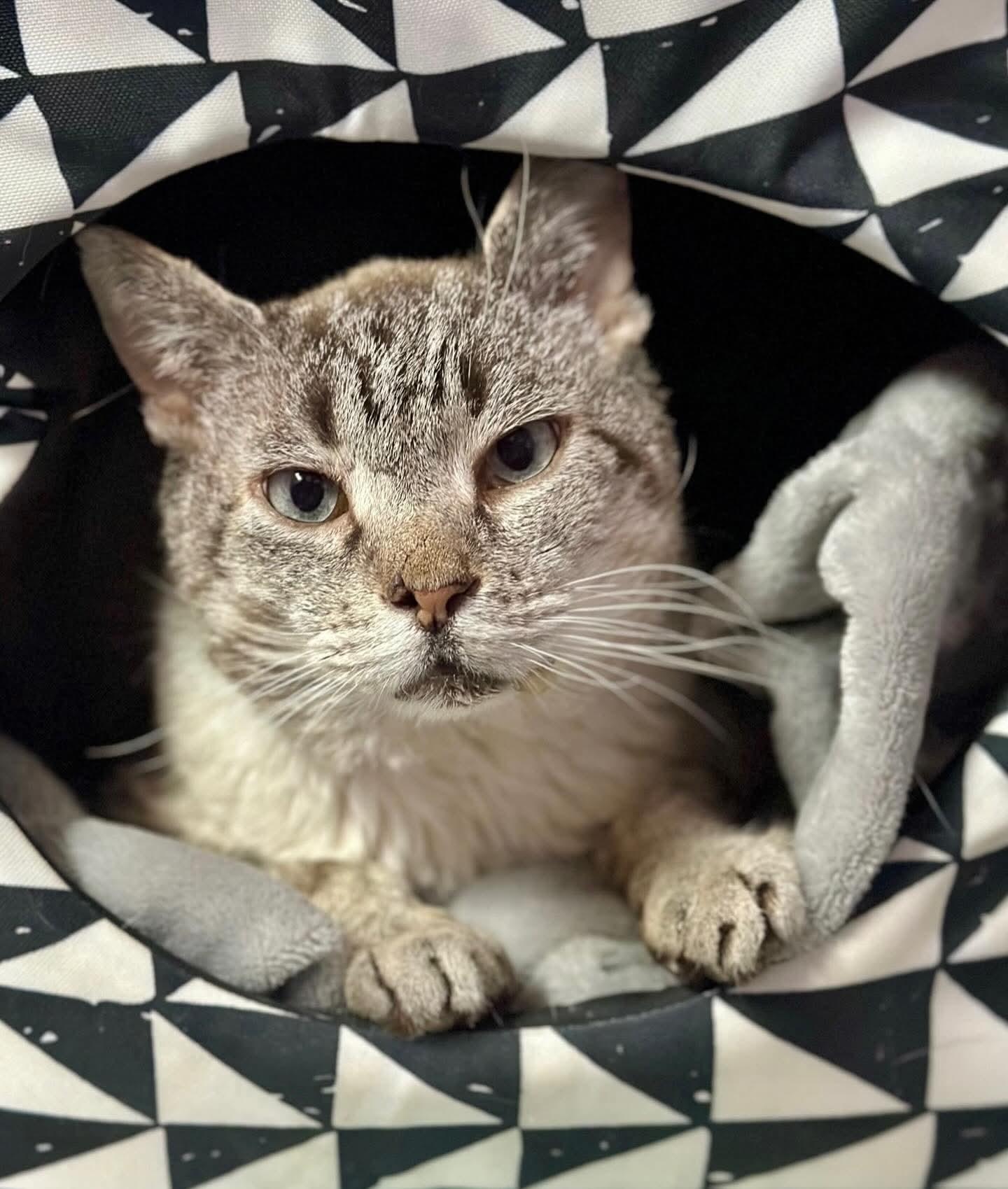 Enlarge Cam, a Adoptable mixed breed in Lakewood, CO image 1/4