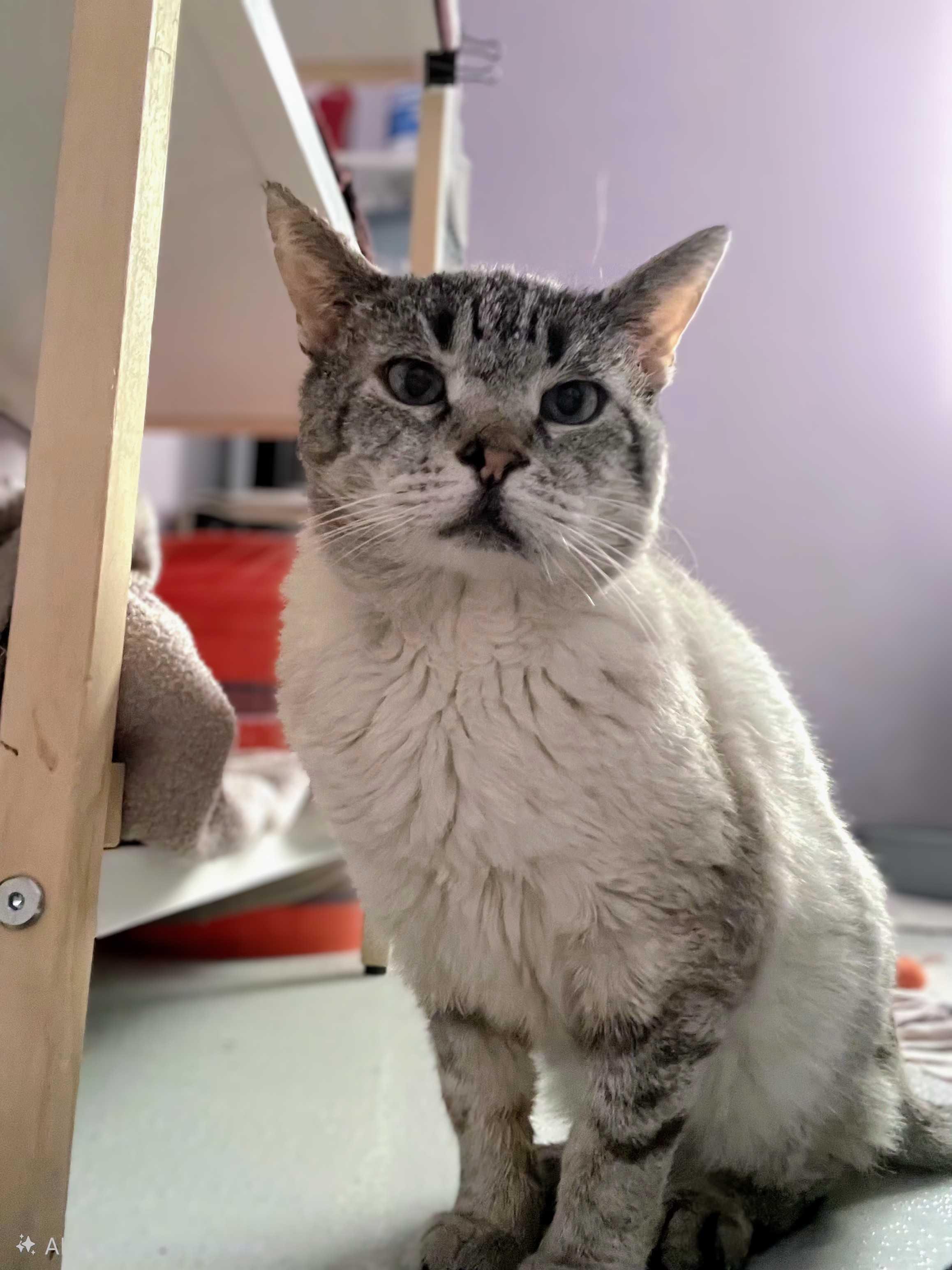 Enlarge Cam, a Adoptable mixed breed in Lakewood, CO image 2/4