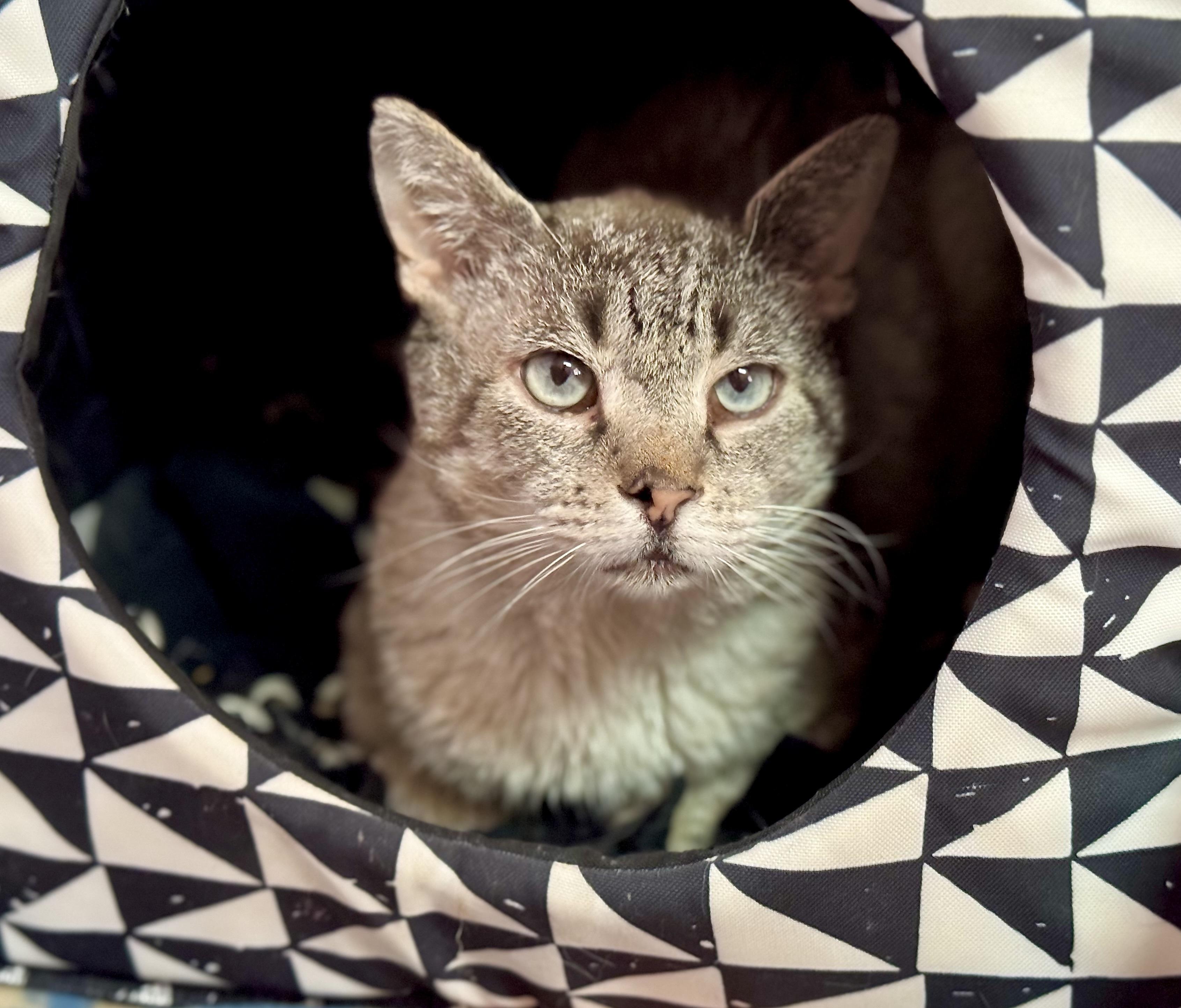 Enlarge Cam, a Adoptable mixed breed in Lakewood, CO image 4/4