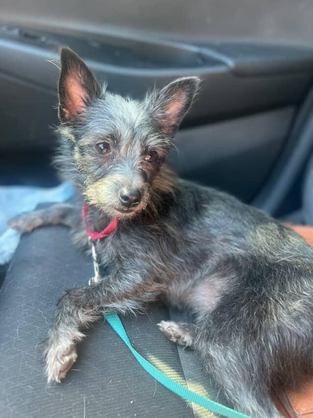 Enlarge Wolfie + Jake | Bonded Pair, a Adoptable mixed breed in Austin, TX image 2/3