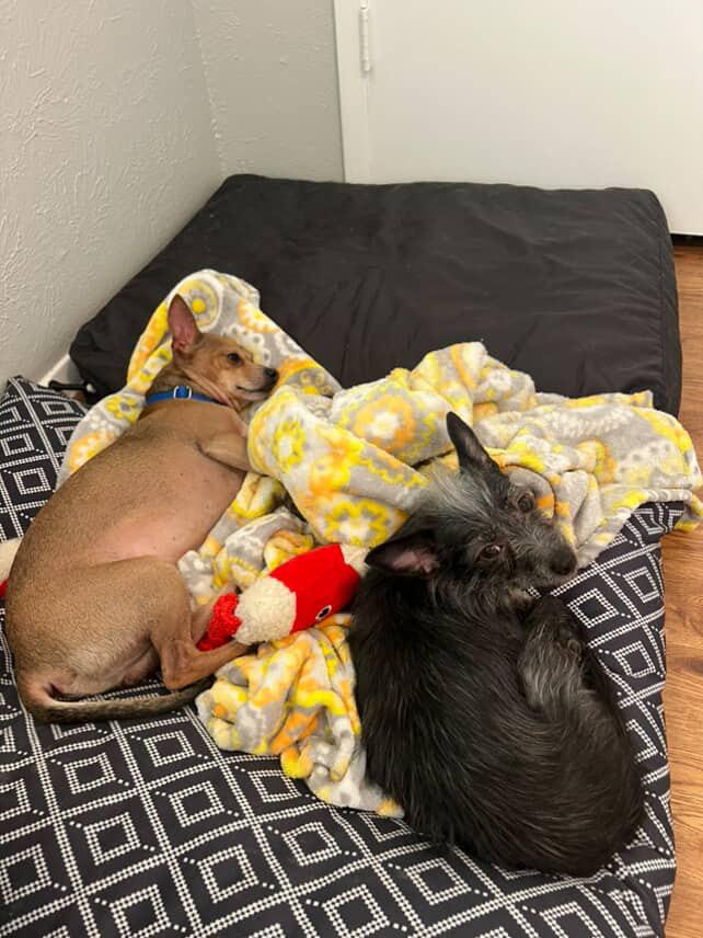 Enlarge Wolfie + Jake | Bonded Pair, a Adoptable mixed breed in Austin, TX image 3/3