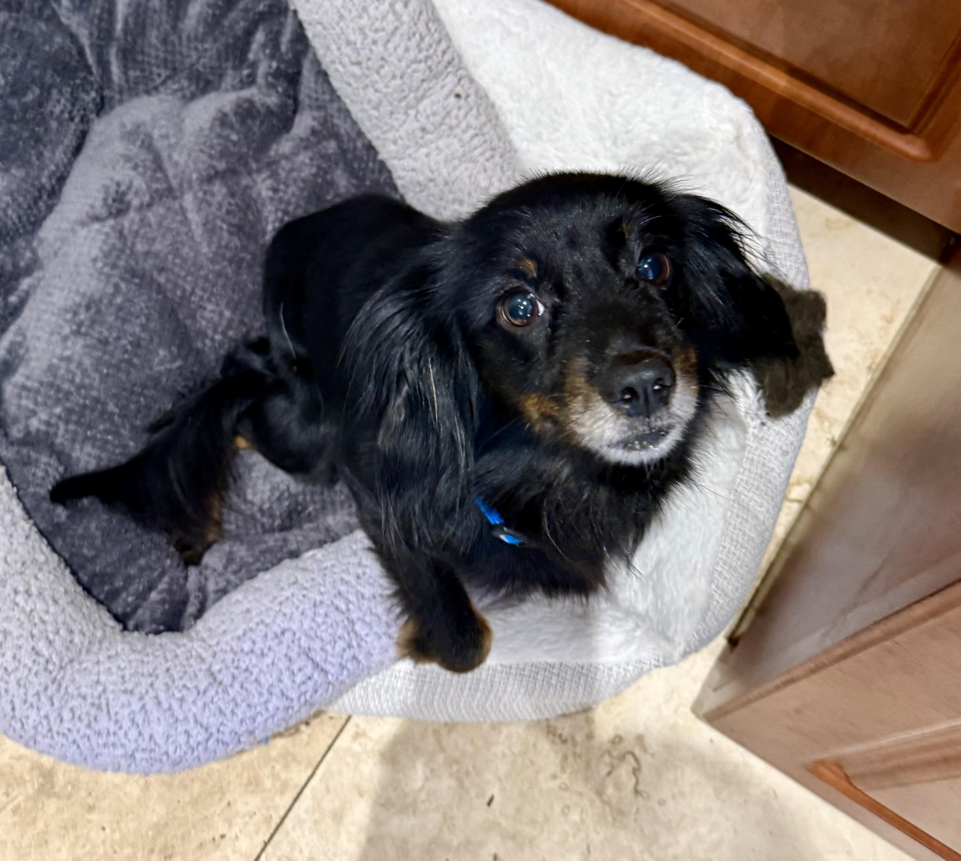 Enlarge Sweet Kim Doxy Pup, a Adopted mixed breed in Boca Raton, FL image 3/6
