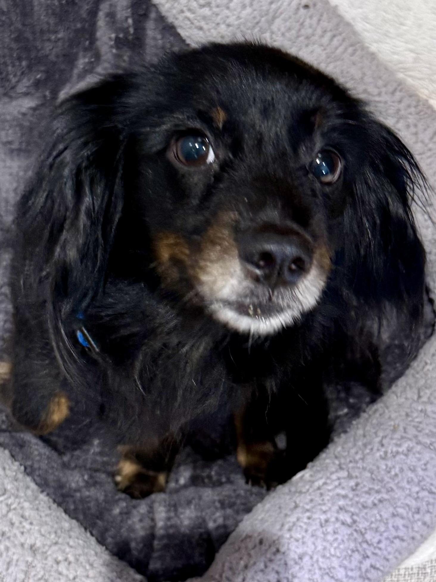 Enlarge Sweet Kim Doxy Pup, a Adopted mixed breed in Boca Raton, FL image 2/6