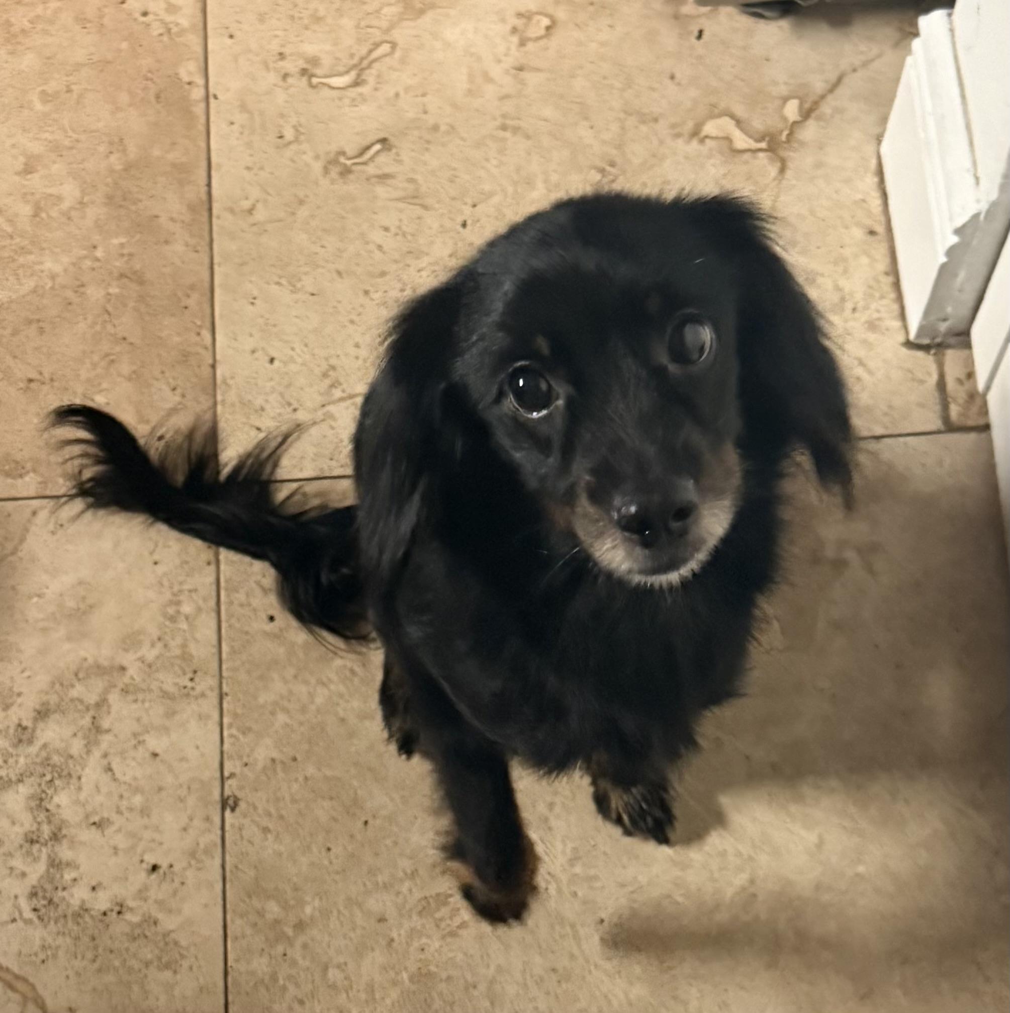 Enlarge Sweet Kim Doxy Pup, a Adopted mixed breed in Boca Raton, FL image 6/6