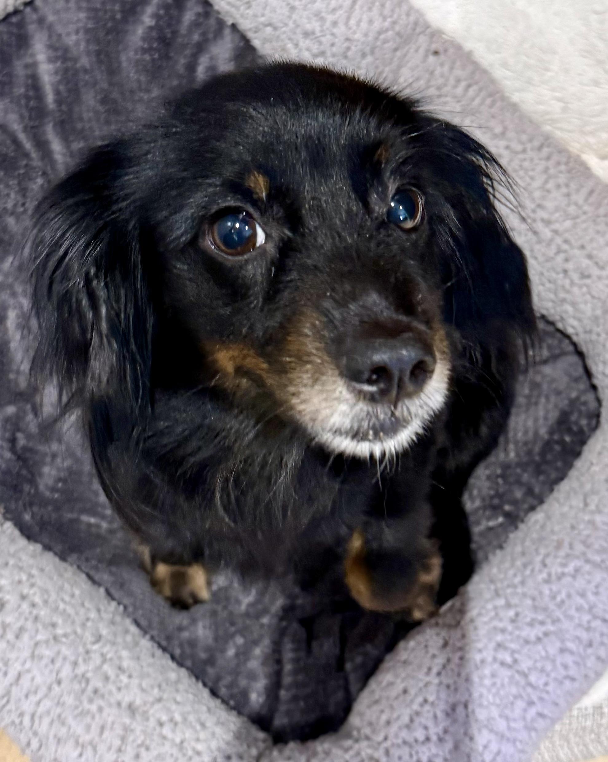 Enlarge Sweet Kim Doxy Pup, a Adopted mixed breed in Boca Raton, FL image 1/6