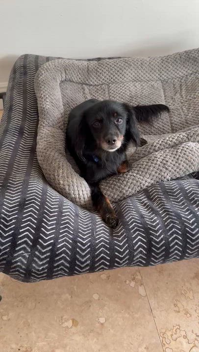 Enlarge Sweet Kim Doxy Pup, a Adopted mixed breed in Boca Raton, FL video 5/6