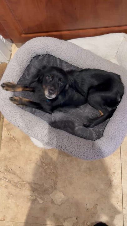 Enlarge Sweet Kim Doxy Pup, a Adopted mixed breed in Boca Raton, FL video 4/6