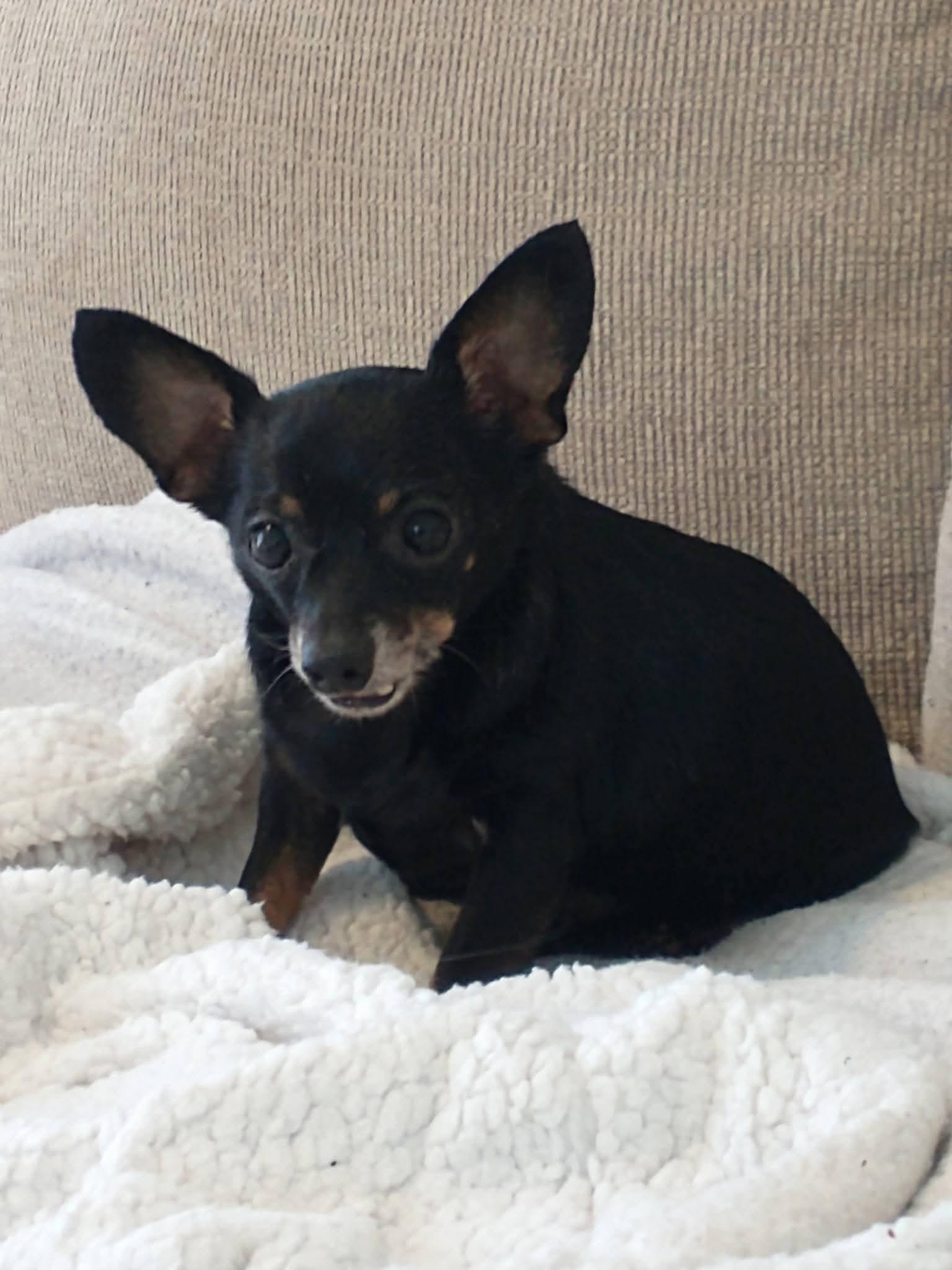 Enlarge Baby Boy, a ADOPTABLE Chihuahua in Hermitage, TN image 1/1