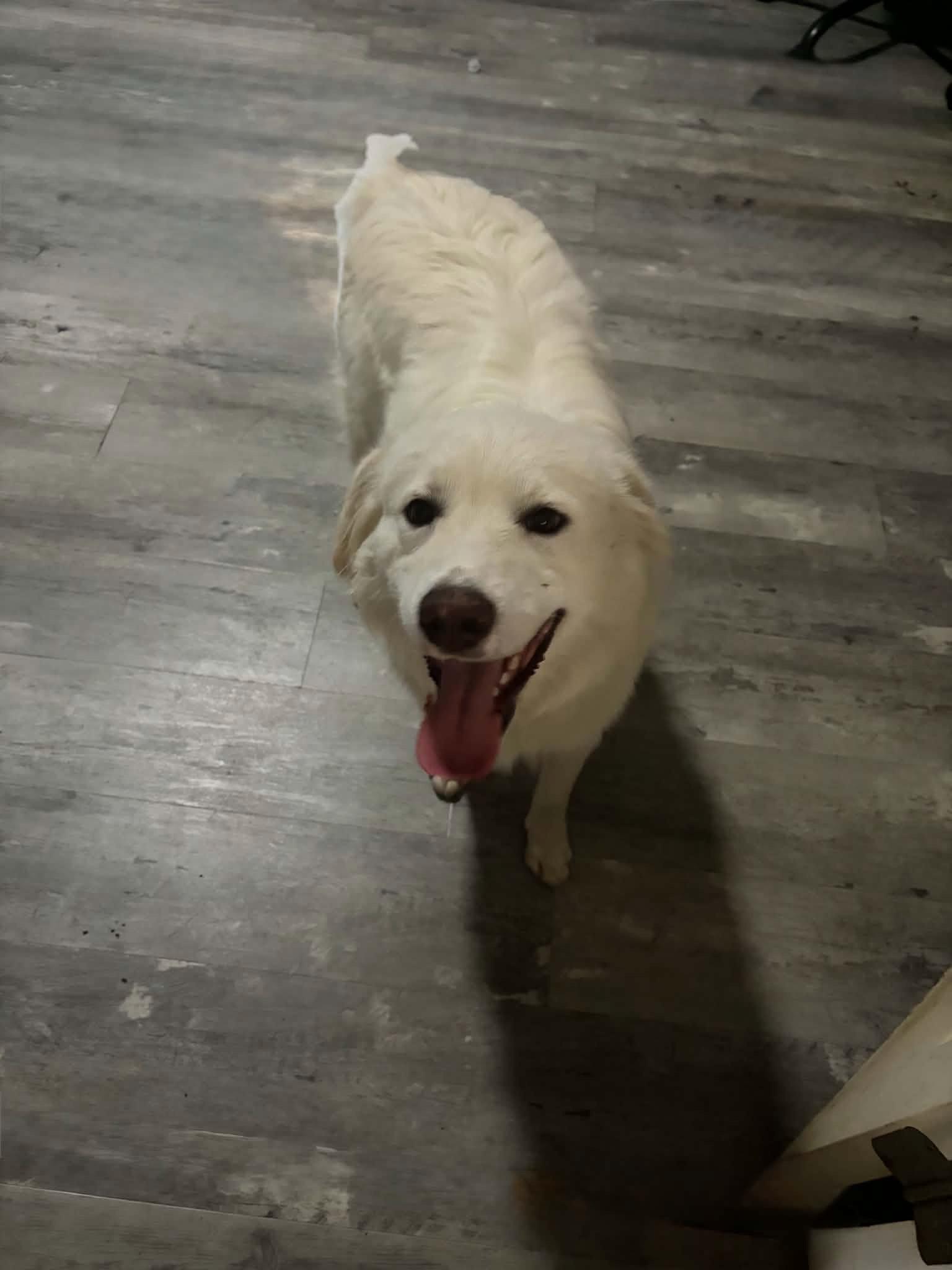 Thunder, a Adoptable Great Pyrenees in Croydon, NH image 1/3