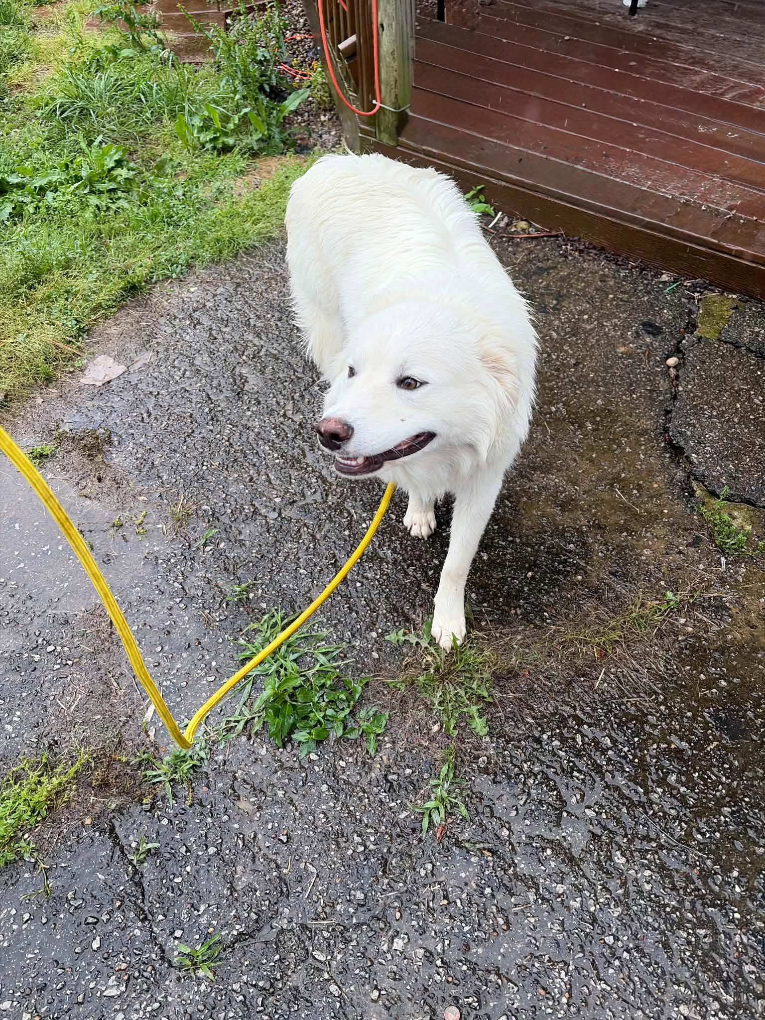 Thunder, a Adoptable Great Pyrenees in Croydon, NH image 2/3