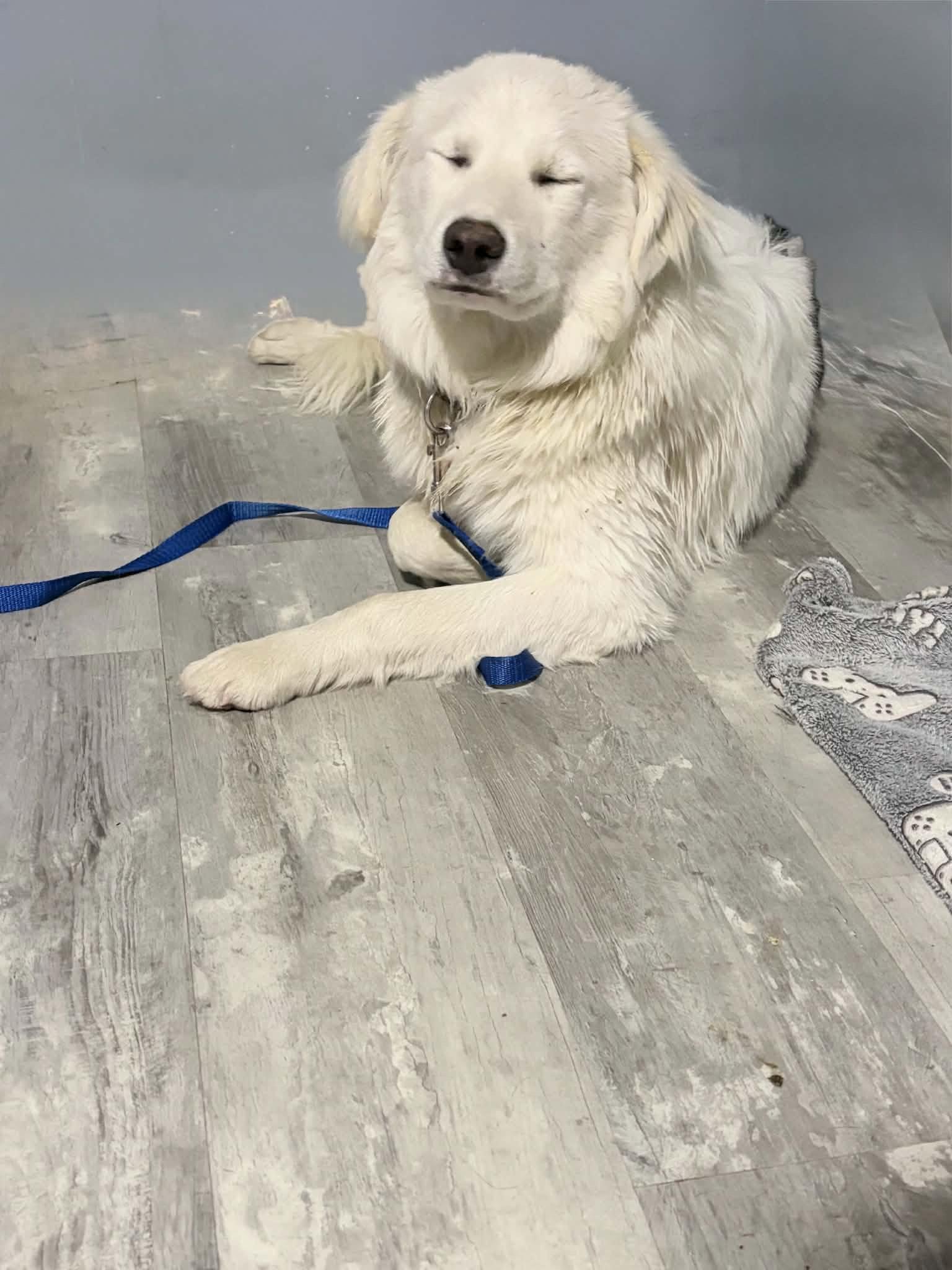 Thunder, a Adoptable Great Pyrenees in Croydon, NH image 3/3