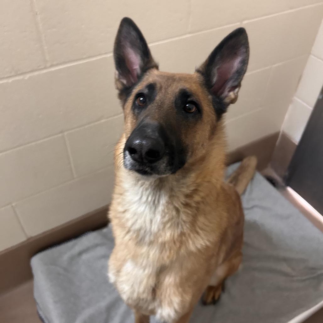 Pookie, Adoptable, Adult Female Belgian Shepherd / Malinois.