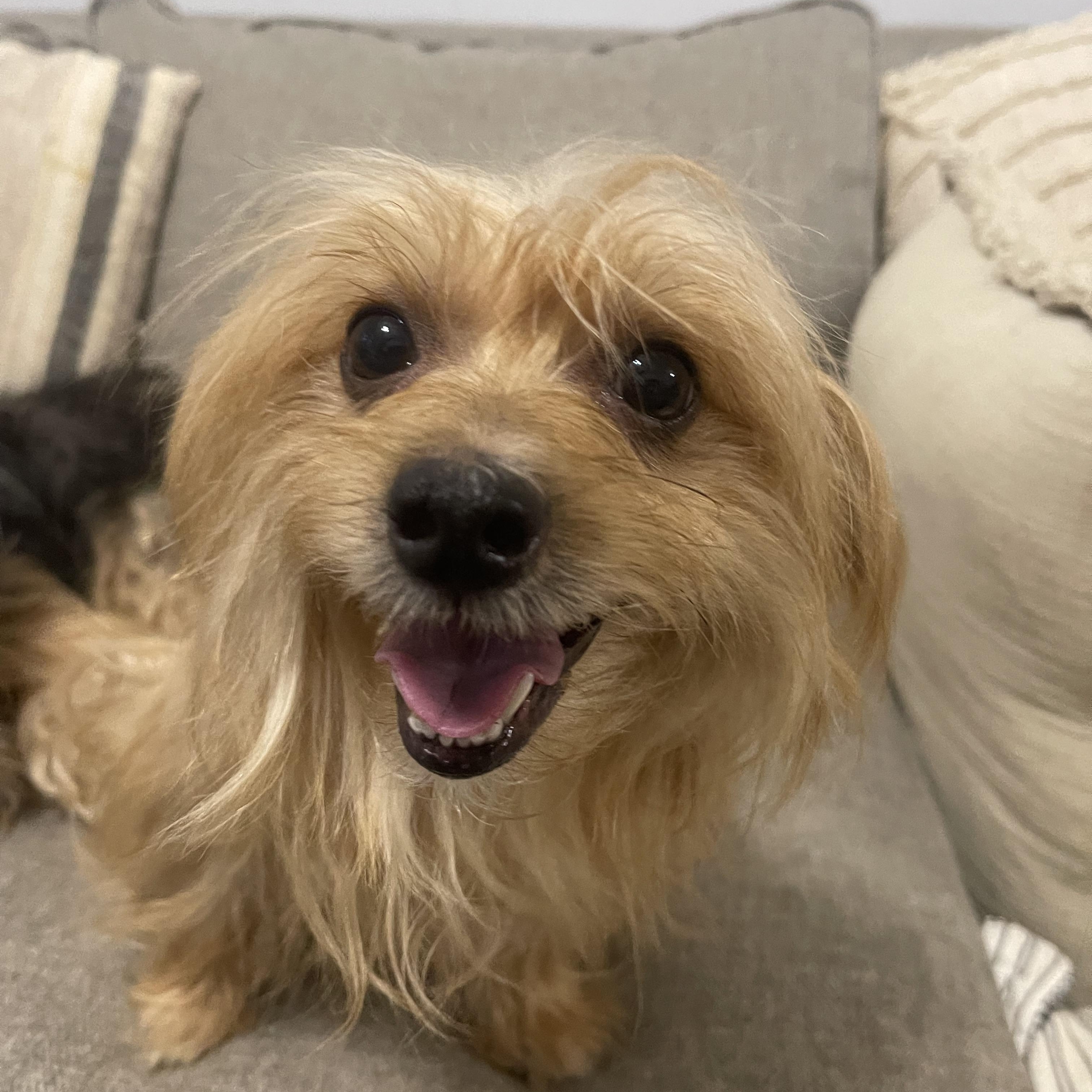Arabella, ADOPTABLE, Adult Female Shorkie.