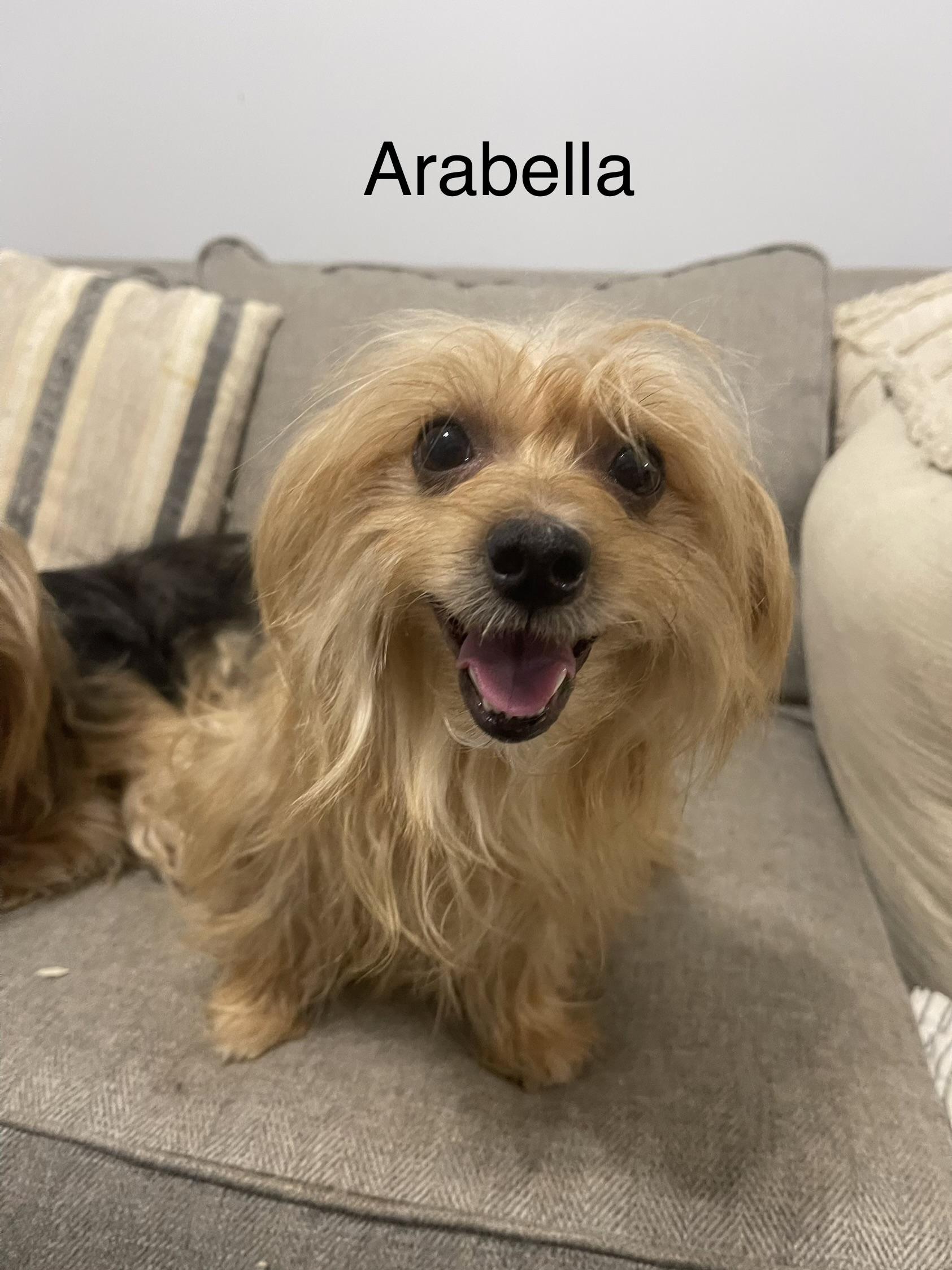 Enlarge Arabella, a ADOPTABLE Shorkie in Kings Mountain, NC image 2/4