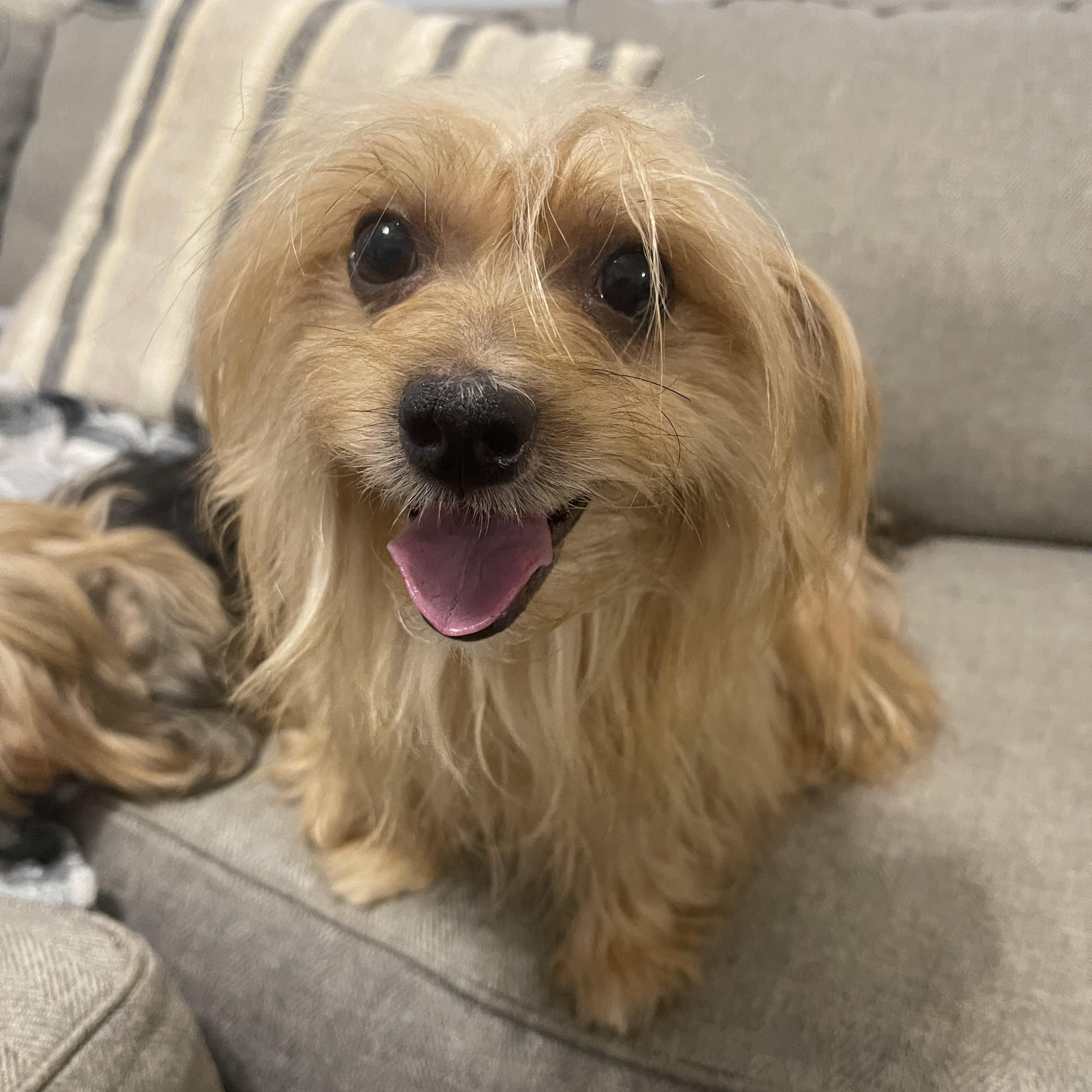 Enlarge Arabella, a ADOPTABLE Shorkie in Kings Mountain, NC image 3/4