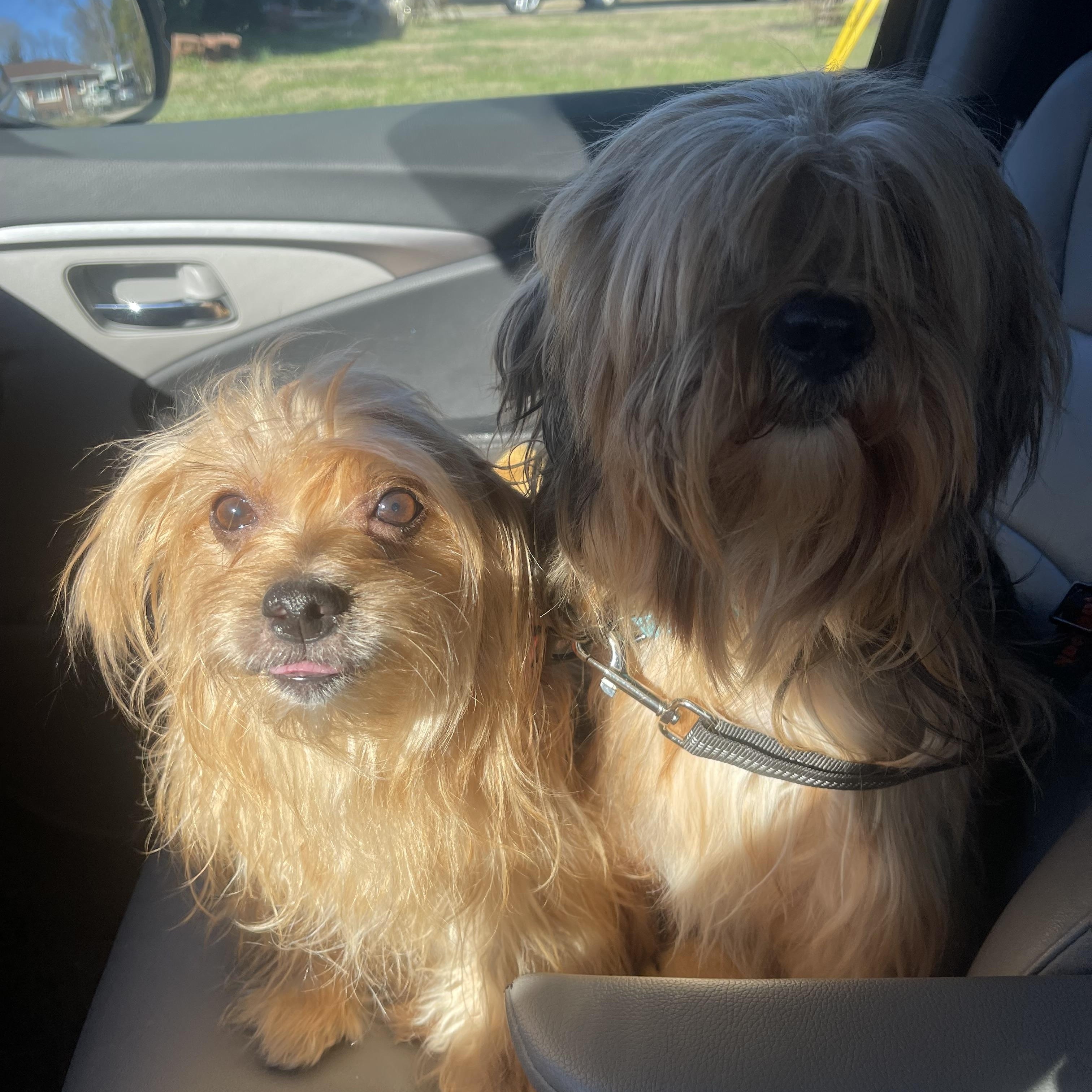 Enlarge Arabella, a ADOPTABLE Shorkie in Kings Mountain, NC image 4/4