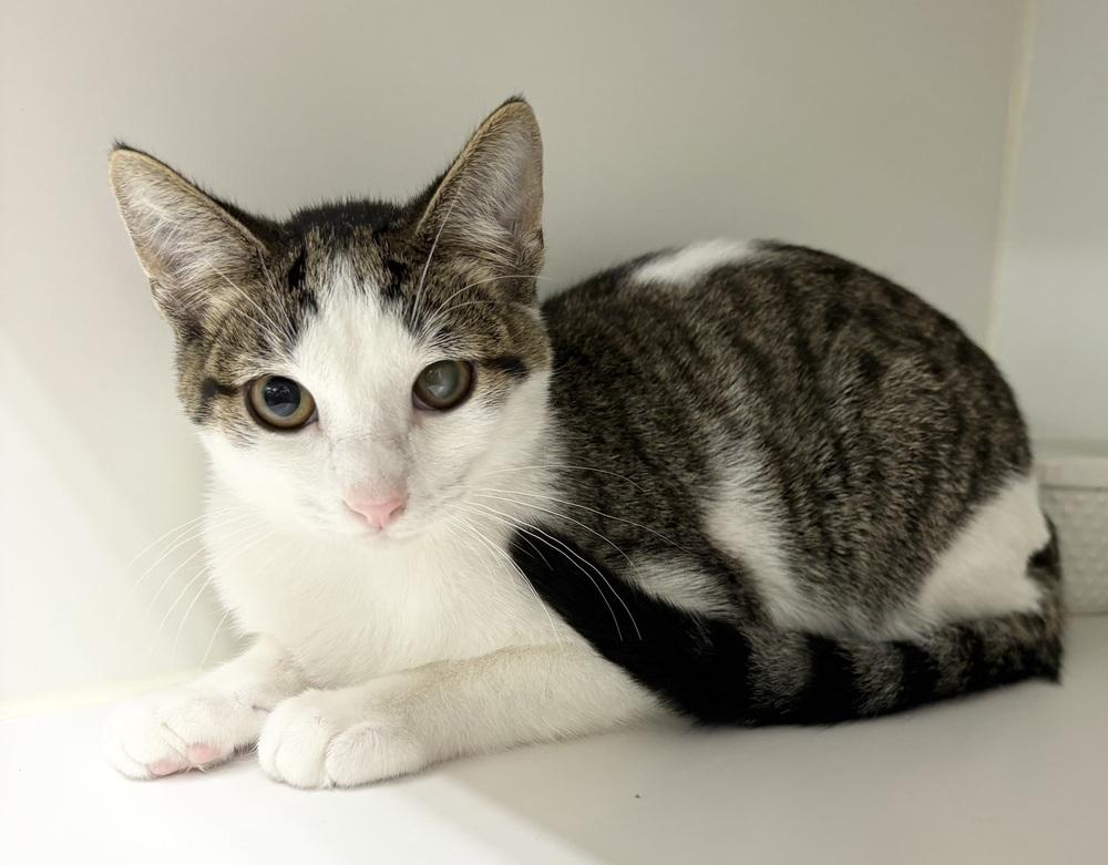 Connor, Adoptable, Young Male Domestic Short Hair.