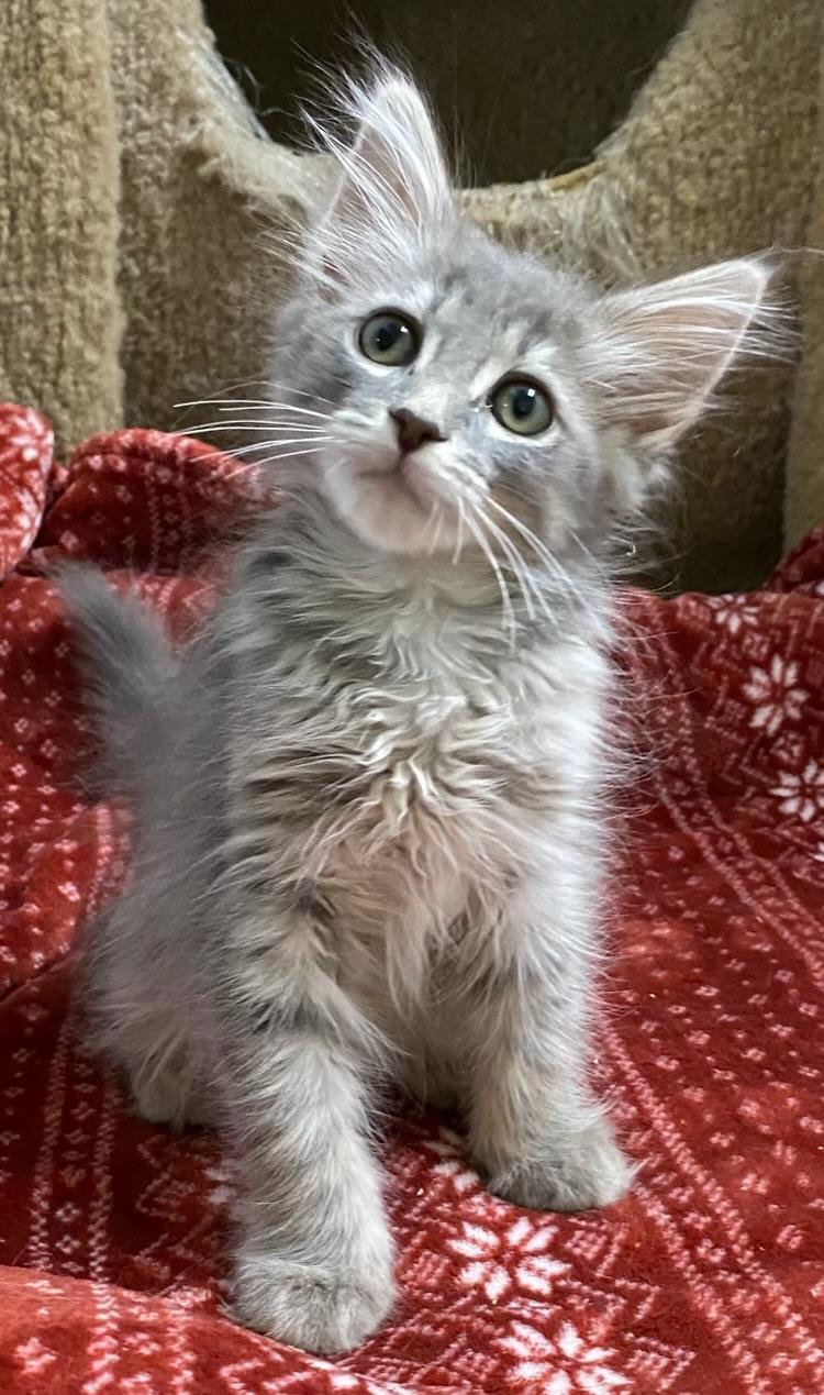 Goku (friendly), a ADOPTABLE Domestic Medium Hair in Los Angeles, CA image 2/3