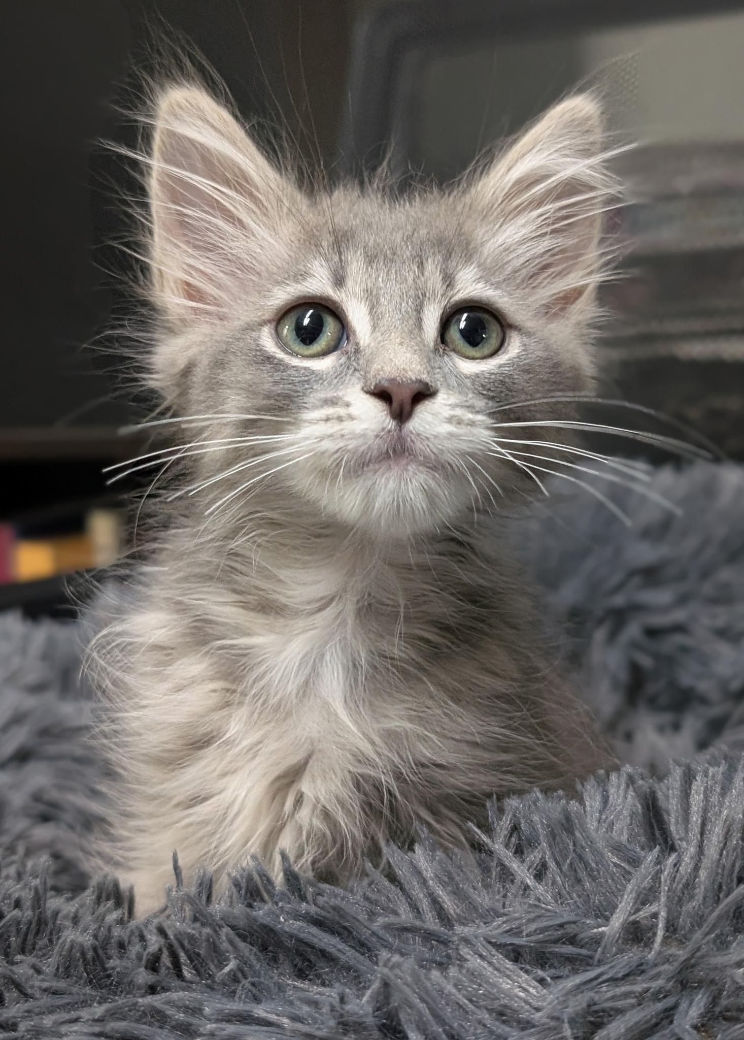 Goku (friendly), ADOPTABLE, Kitten Female Domestic Medium Hair.
