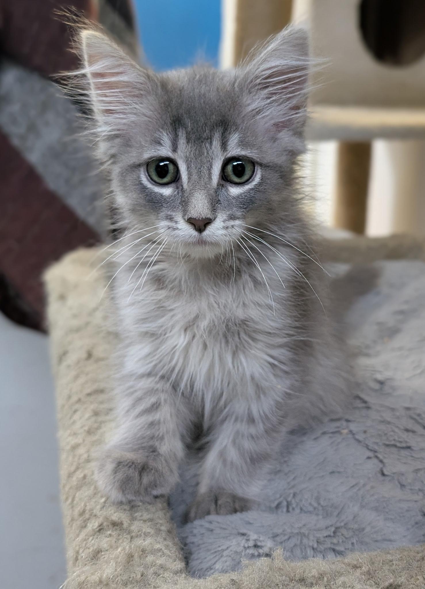 Goku (friendly), a ADOPTABLE Domestic Medium Hair in Los Angeles, CA image 3/3
