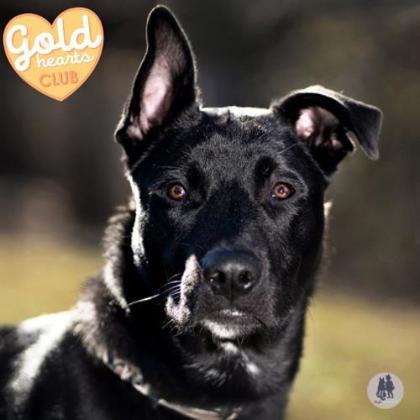 Boone, a Adoptable mixed breed in Ann Arbor, MI image 3/5