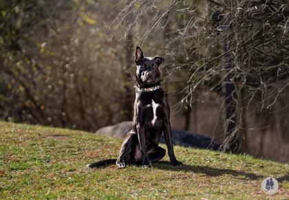 Boone, a Adoptable mixed breed in Ann Arbor, MI image 4/5