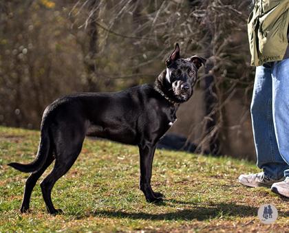 Boone, a Adoptable mixed breed in Ann Arbor, MI image 5/5