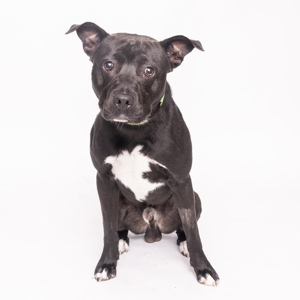 Enlarge Camo, a Adoptable Mixed Breed in Franklin, TN image 1/3