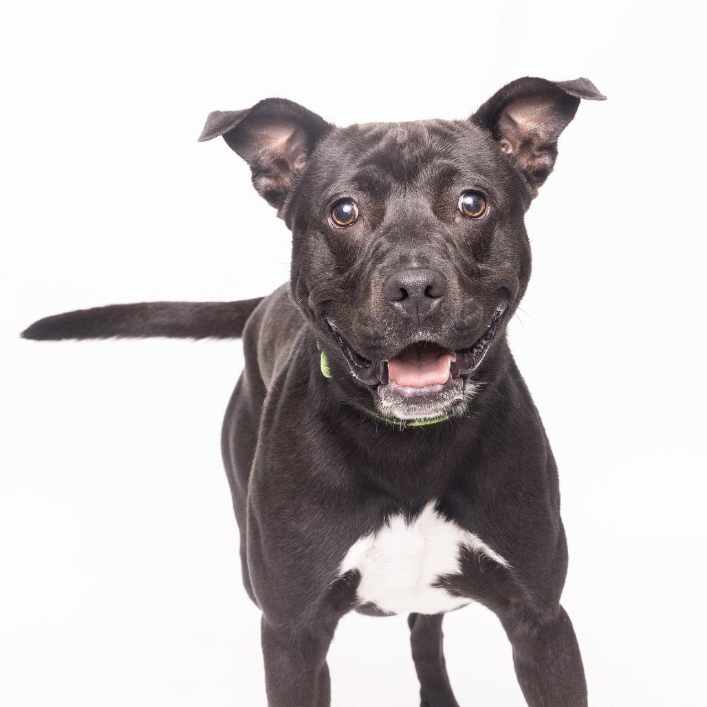 Enlarge Camo, a Adoptable Mixed Breed in Franklin, TN image 2/3