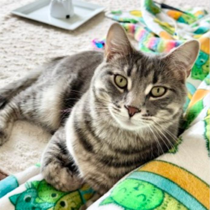 Enlarge Spyder, a Adoptable mixed breed in Layton, UT image 1/5