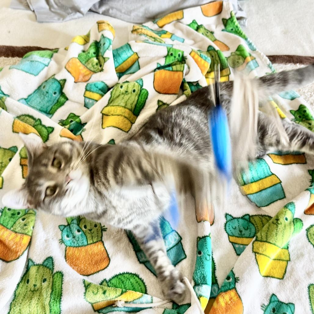 Enlarge Spyder, a Adoptable mixed breed in Layton, UT image 3/5